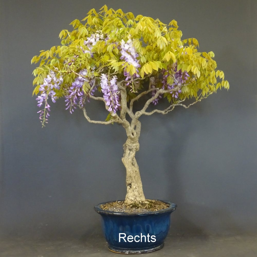 Blauregen, Wisteria